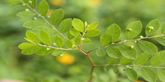 Phyllanthus tenellus